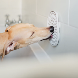 cane che lecca il tappetino