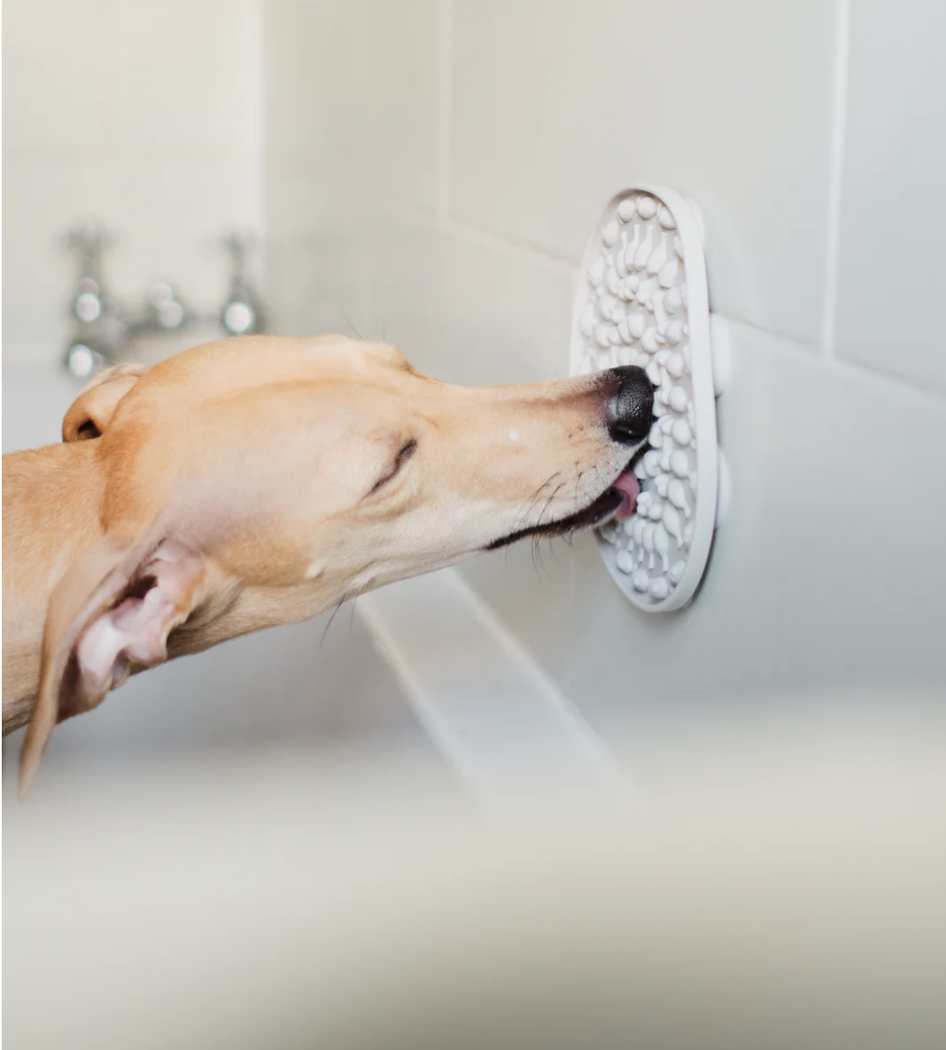 cane che lecca il tappetino